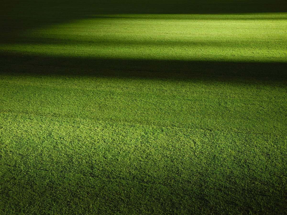 grass green grass field at nightime flora