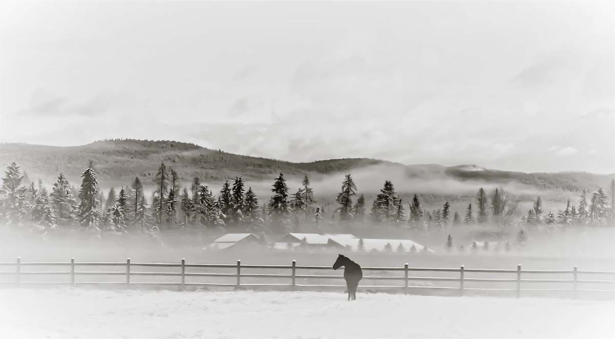 whitefish  united states
