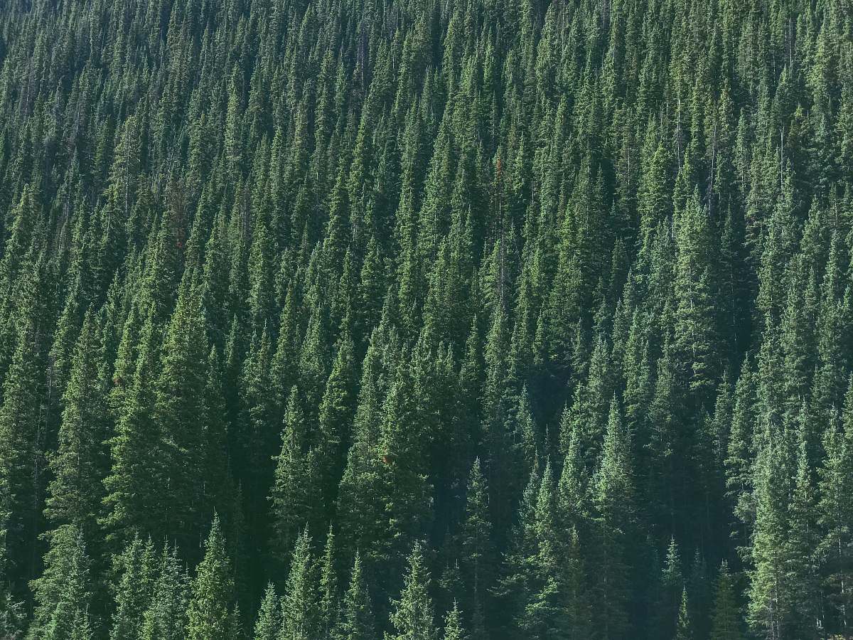 tree aerial photography of green tree conifer