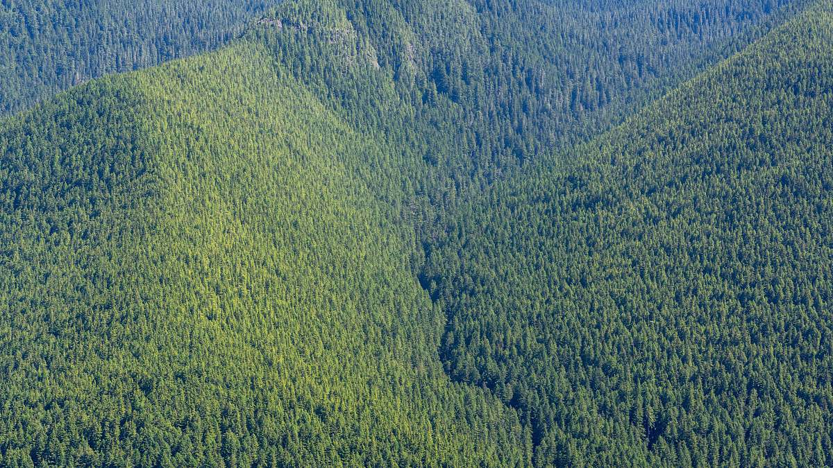 Tree Bird's Eye View Of Green Mountains Lake Crescent Image Free Photo