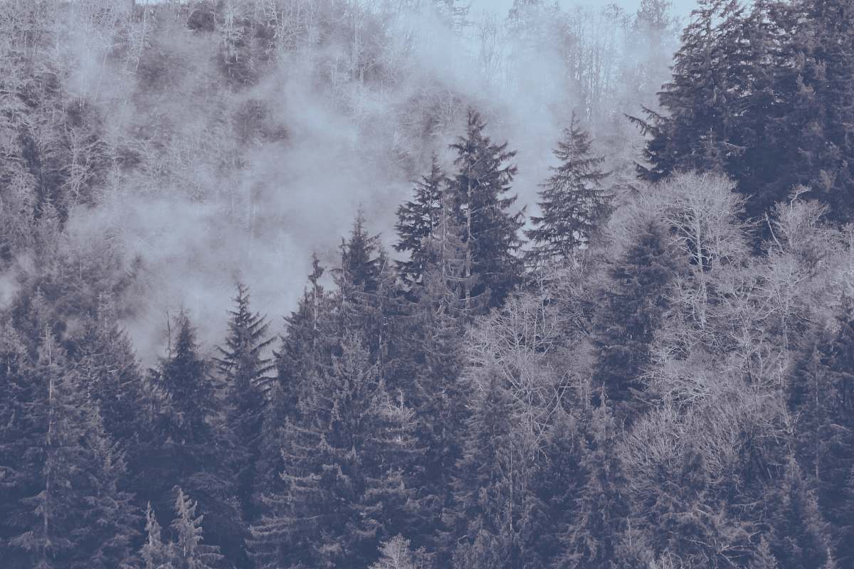 tree bird's eye view photography of tall trees and smokes kentucky falls trailhead