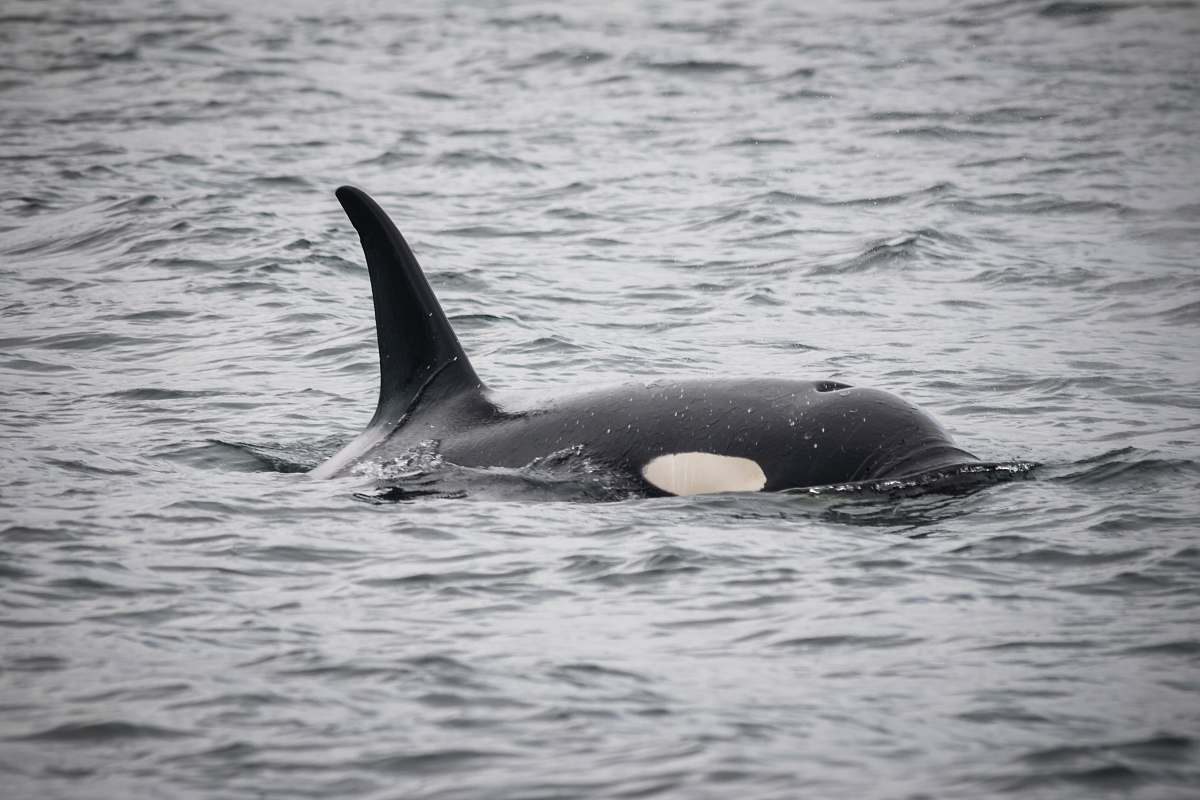 whale black and white dolphin floating on body of water killer whale