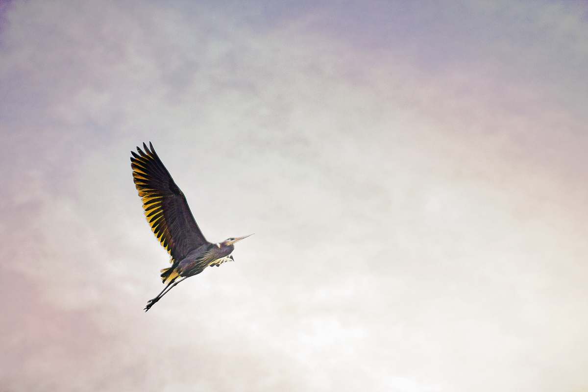bird brown bird flying devils lake