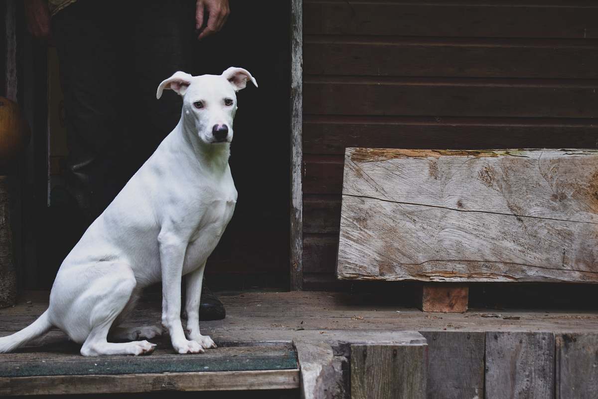 Capture the heartwarming scene of a charming white dog peacefully sitting on a rustic wooden step in a cozy wooden studio. This image exudes warmth and tranquility, making it perfect for pet lovers, interior design concepts, or any project focused on nature and animals. Ideal for use in blogs, advertisements, or social media posts that celebrate the bond between pets and their homes.