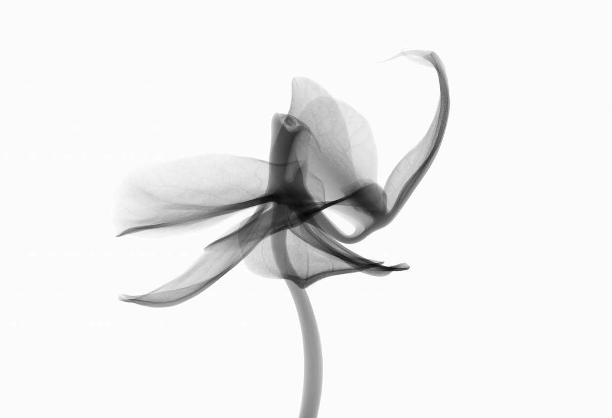 black-and-white grayscale photography of petaled flower new jersey institute of technology
