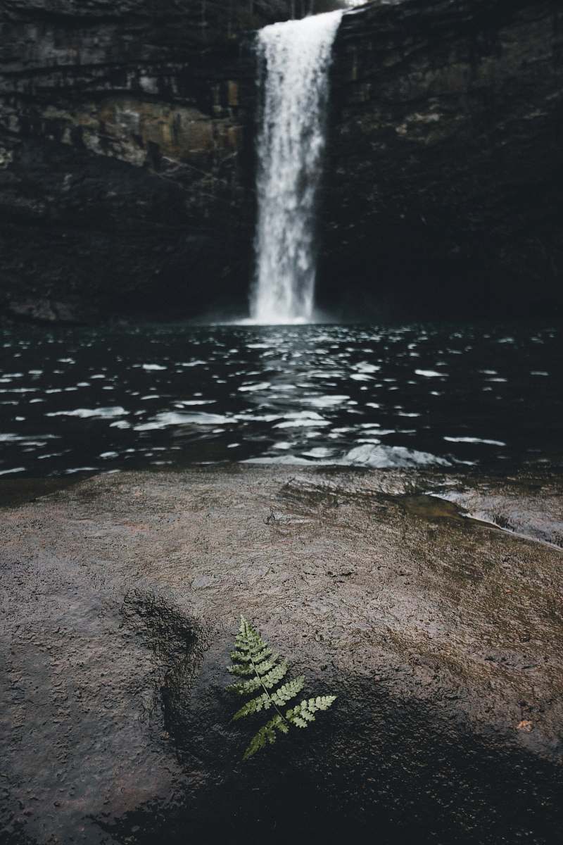 water green leaf on wet rock near body of water waterfall