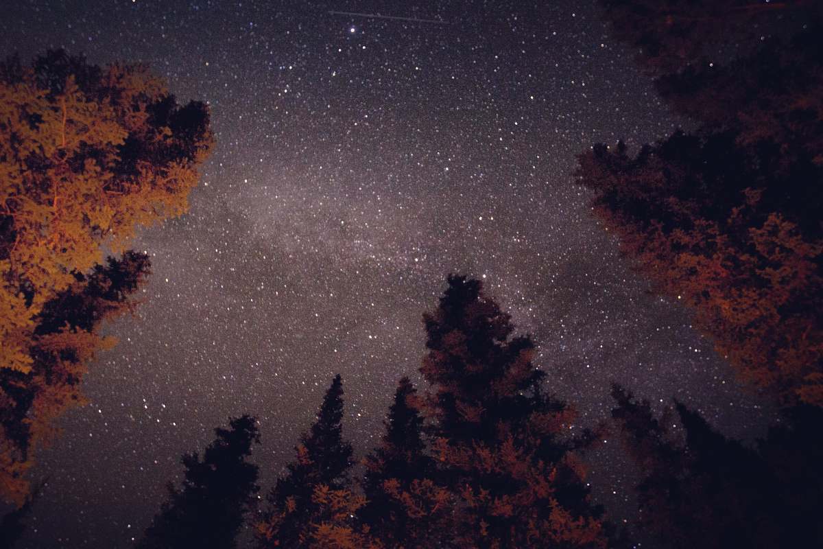 rust low angle photography of trees during night time shoshone national forest