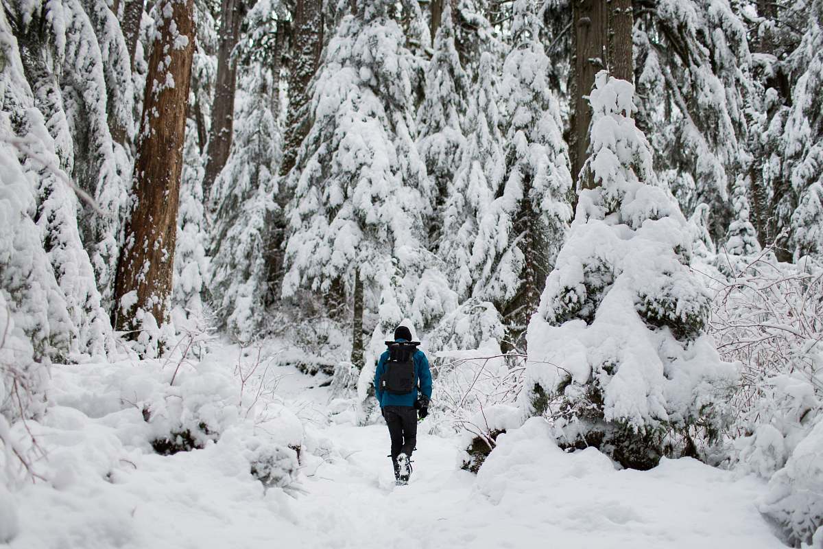 snow person walking on snow surrounded by trees forest