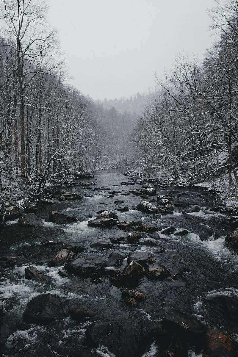 stream running water surrounded by trees rock