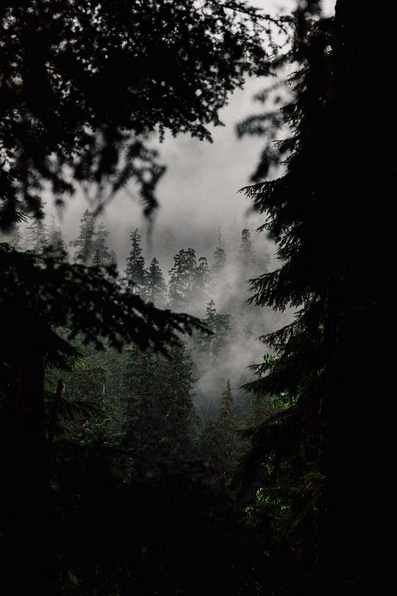 tree top view of forest forest