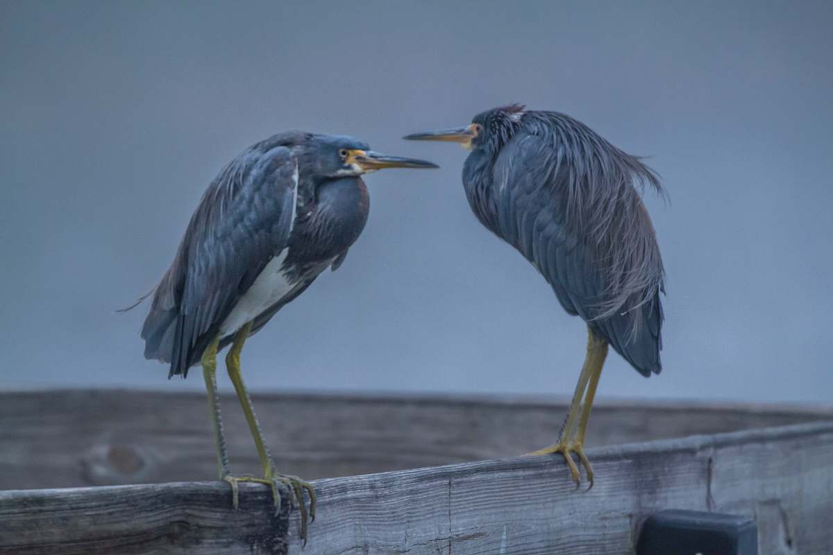 bird two gray birds heron