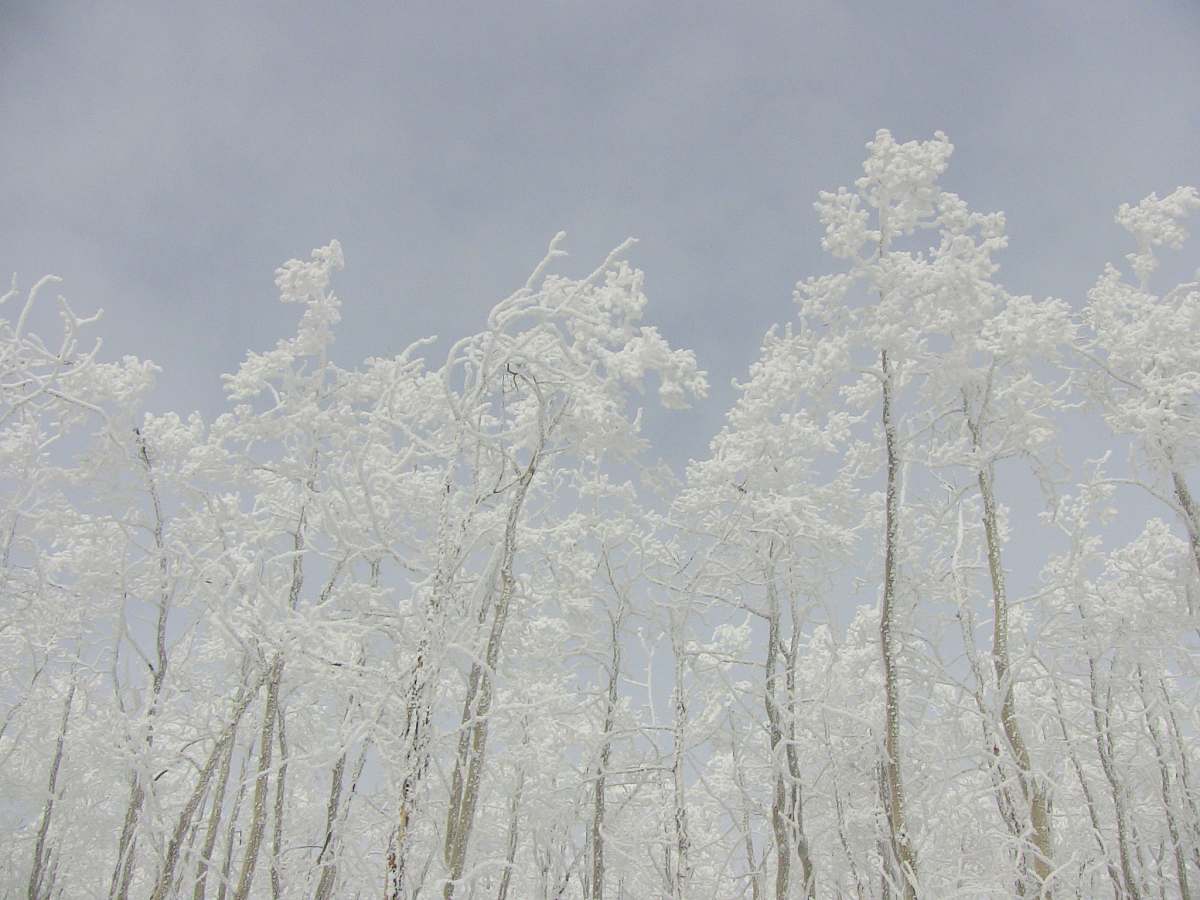 ice white leafed tree under white cloud snow