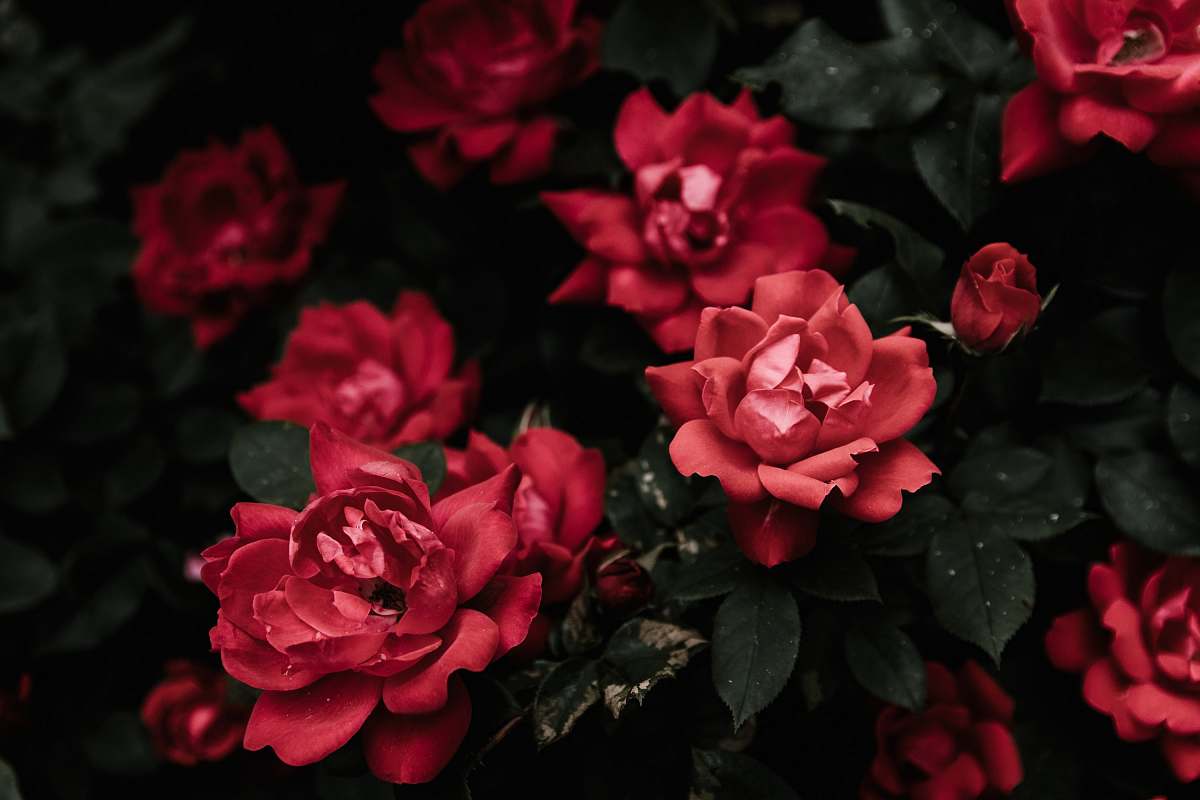 flower closeup photo of red petaled flowers rose