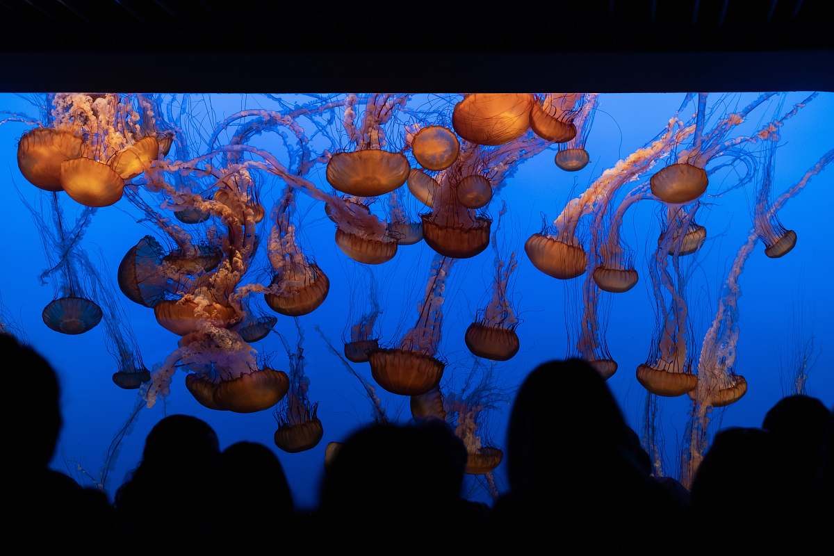person people watching on jellyfish in aquarium animal