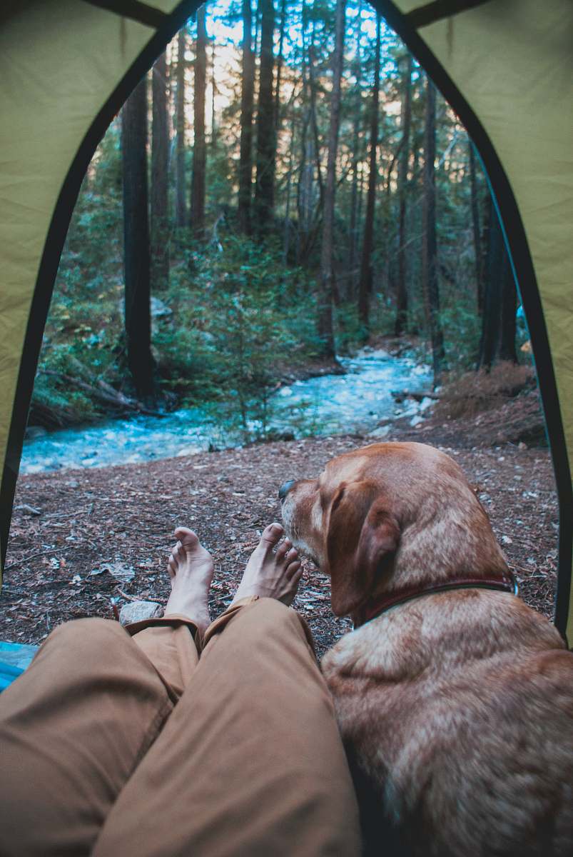 person person and dog inside tent in woods people