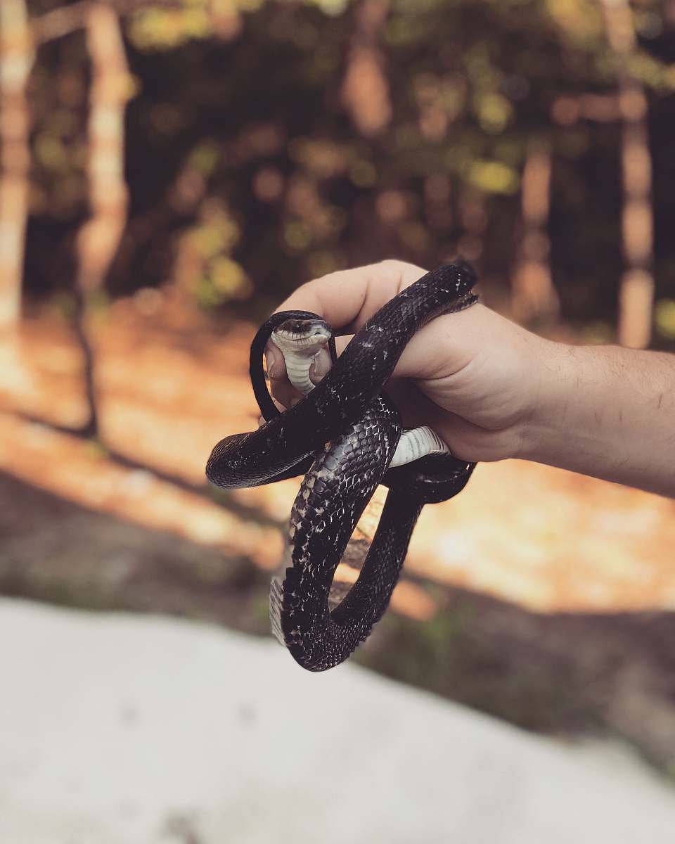 person person holding black snake people