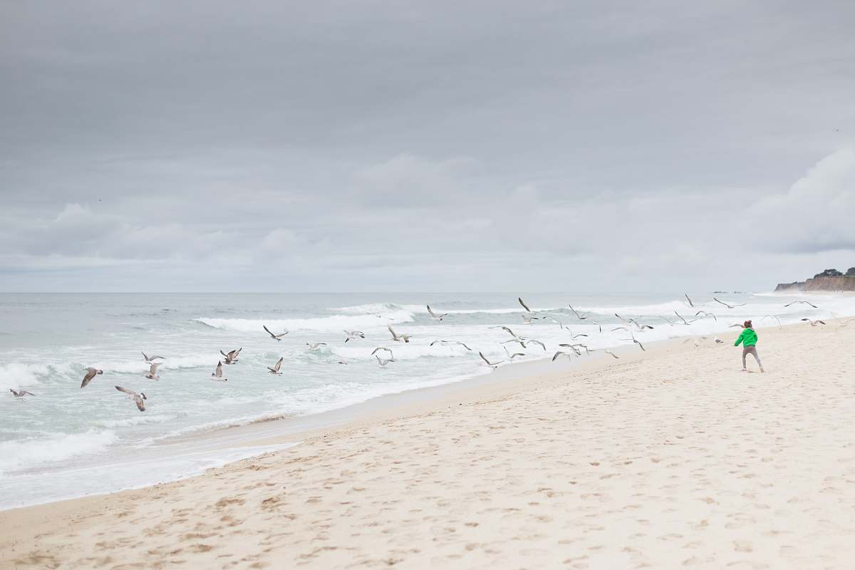 person person standing on sand shore near flying birds grey