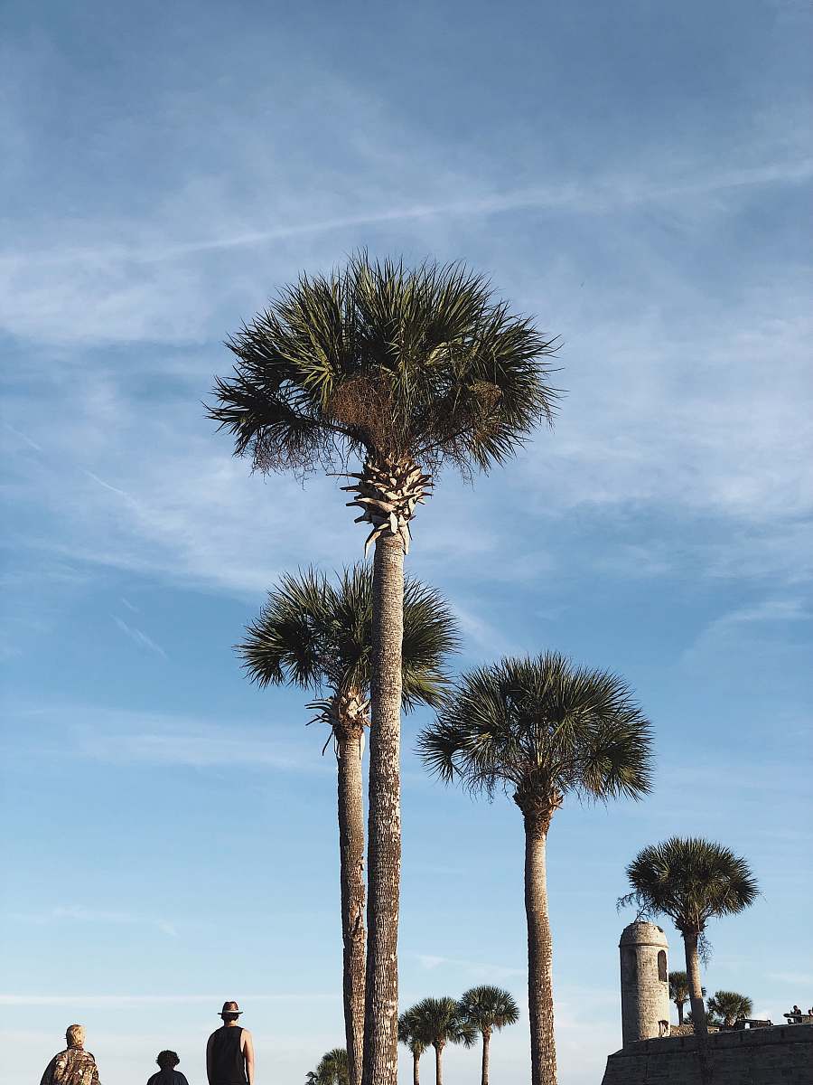tree photo of green-leafed trees under by cirrus clouds plant