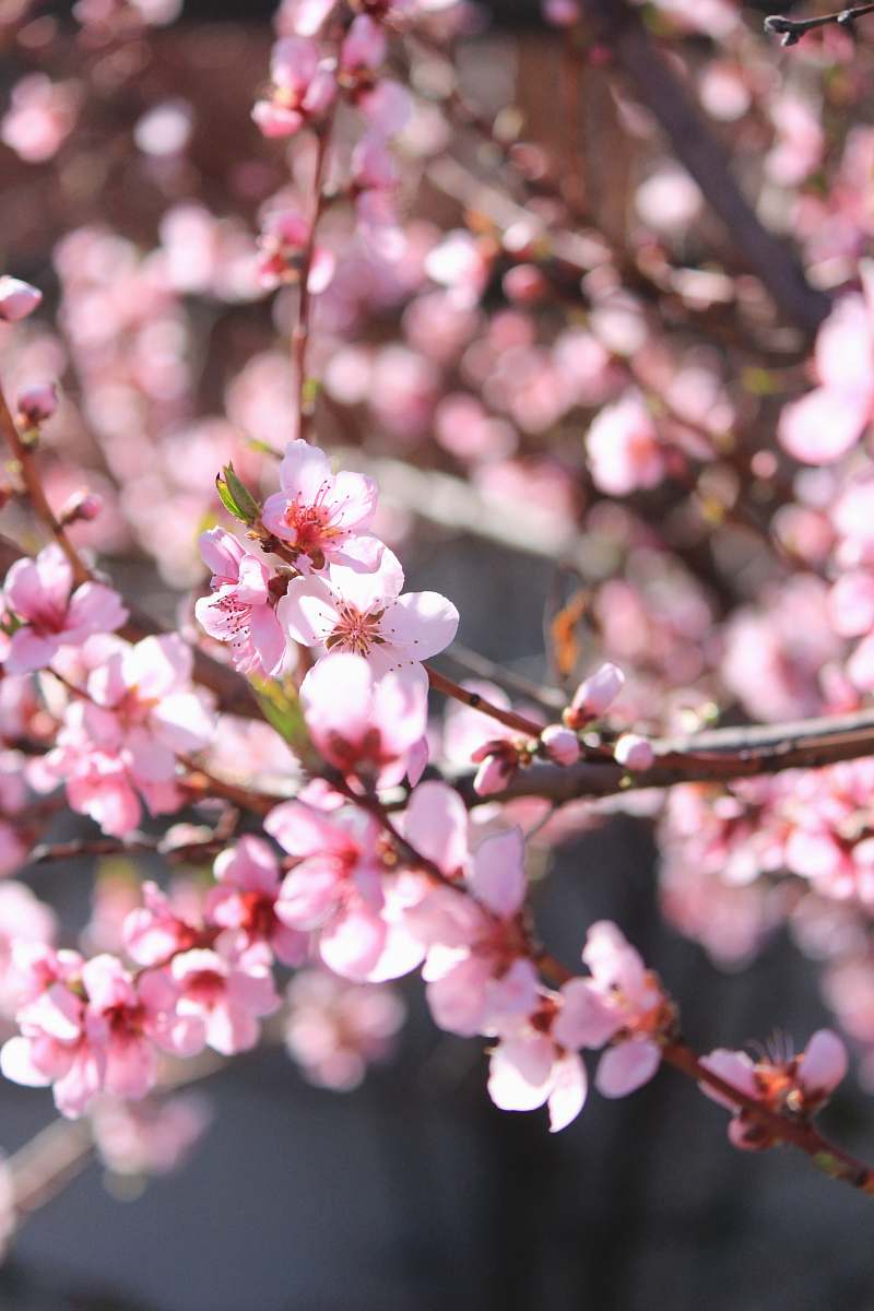 blossom pink cherry blossoms flower