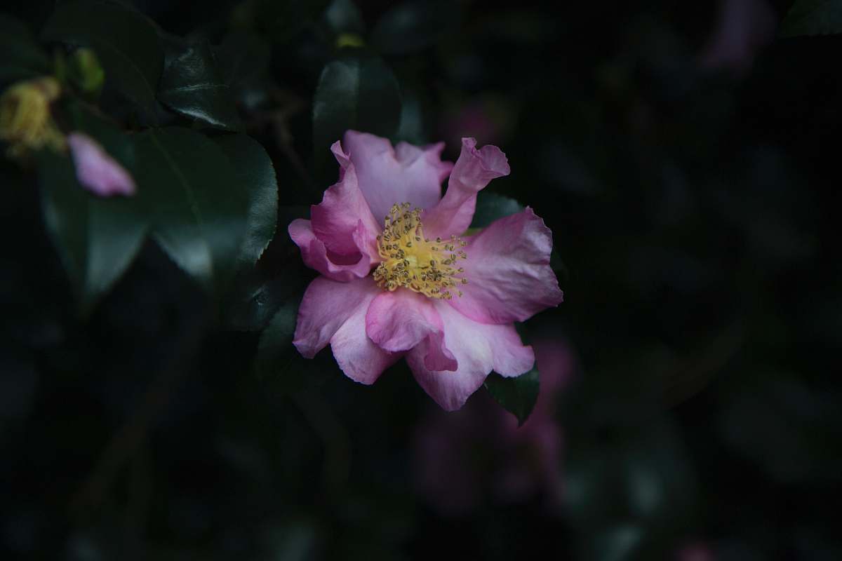 person pink petaled flower flower