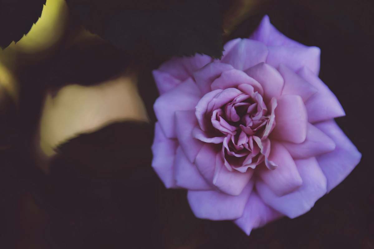 person purple flower on black surface people