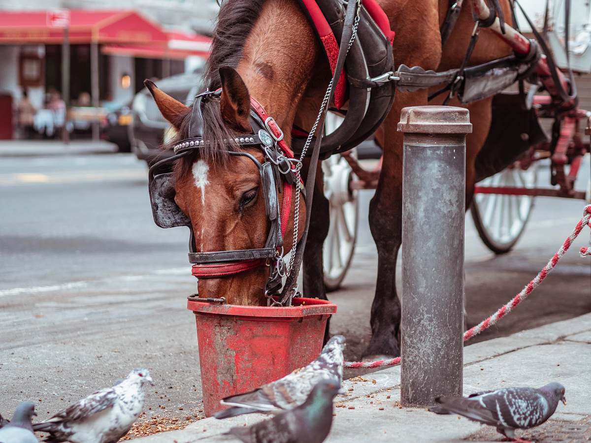 person selective focus photography of brown horse people