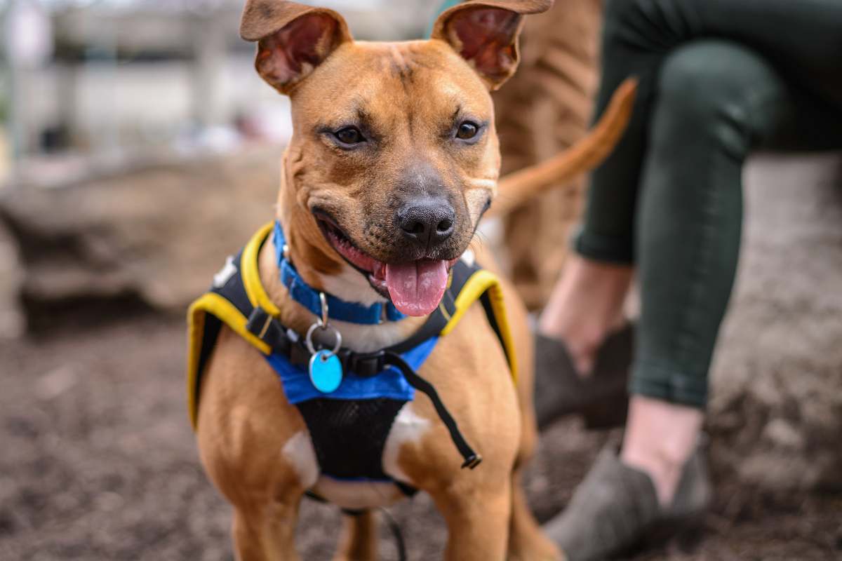 people tilt shift photography of short-coated brown dog person