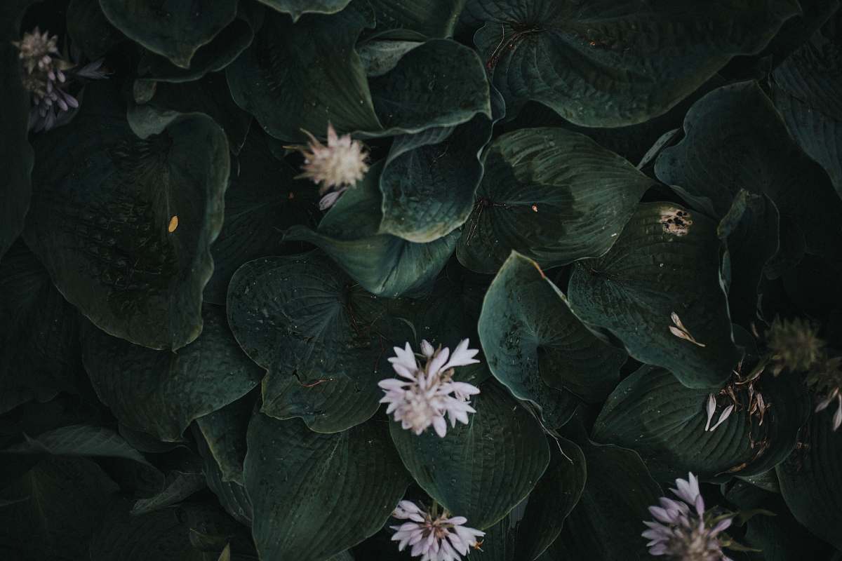 person white petal flower plants people