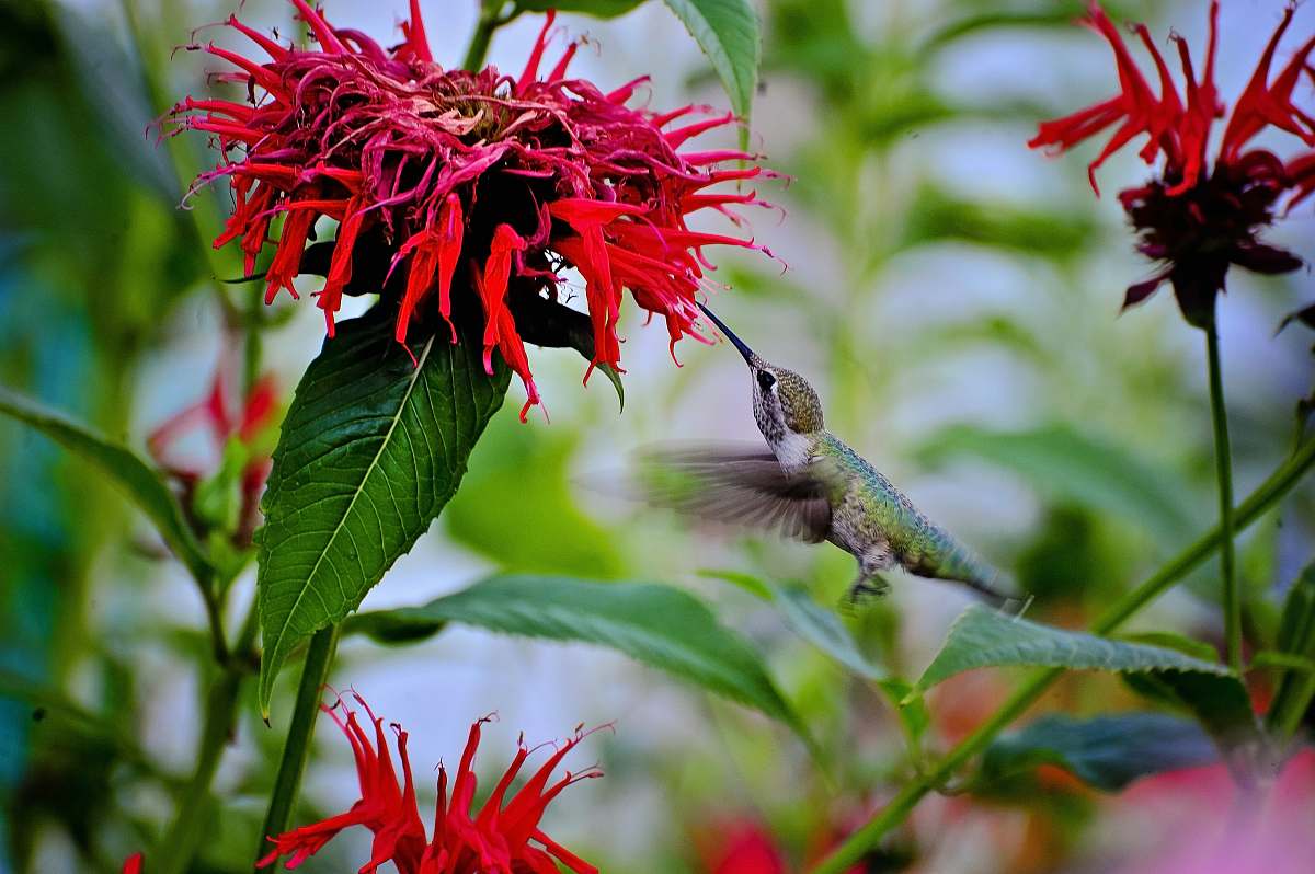 bird green and blue hummingbird flying flower
