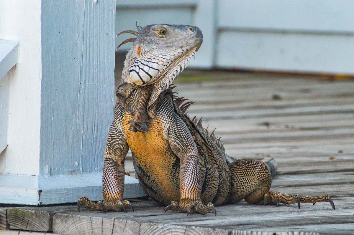 reptile yellow and gray iguana standing on brown wooden panel animal