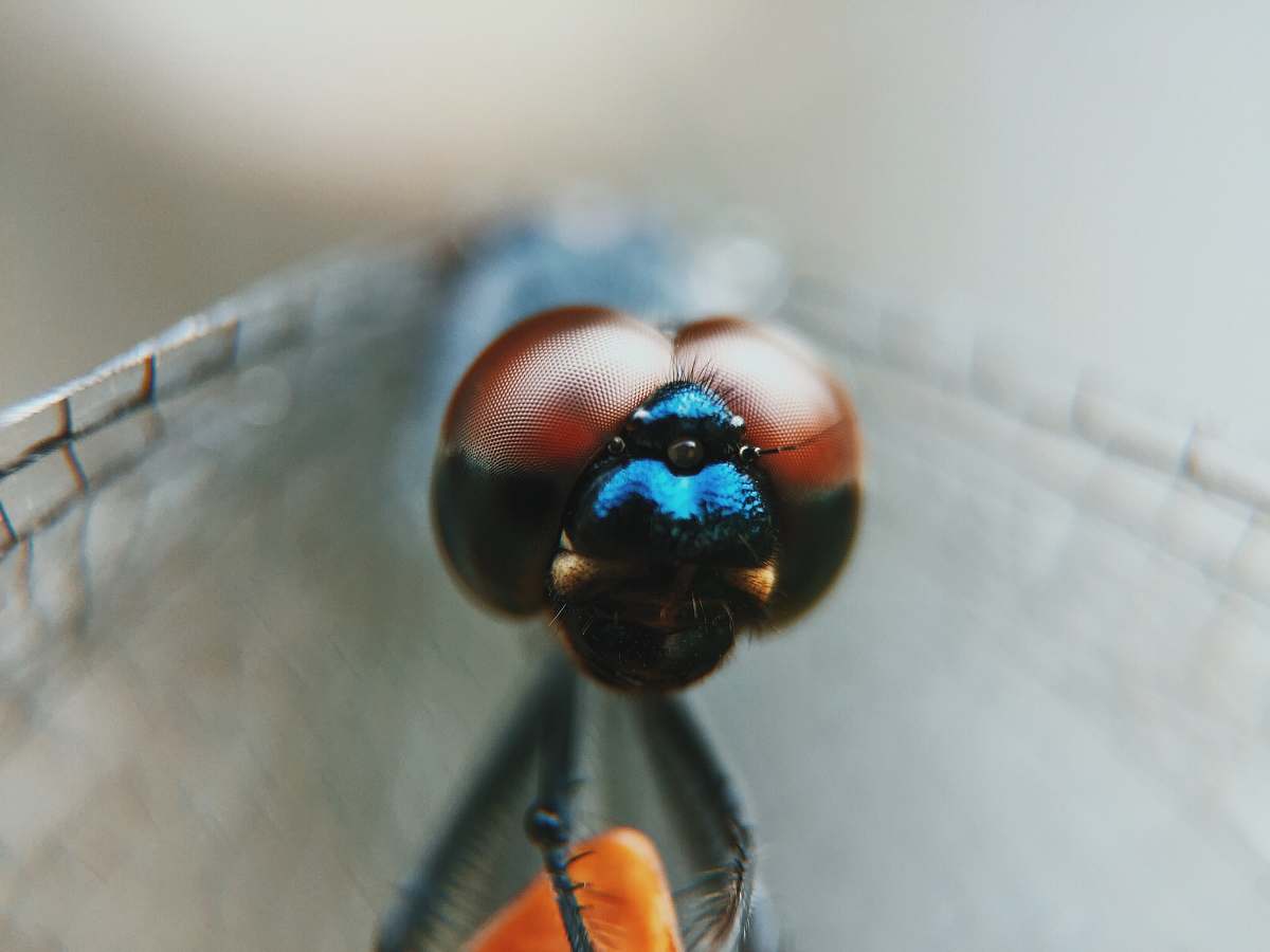 dragonfly macro photography of dragonfly anisoptera