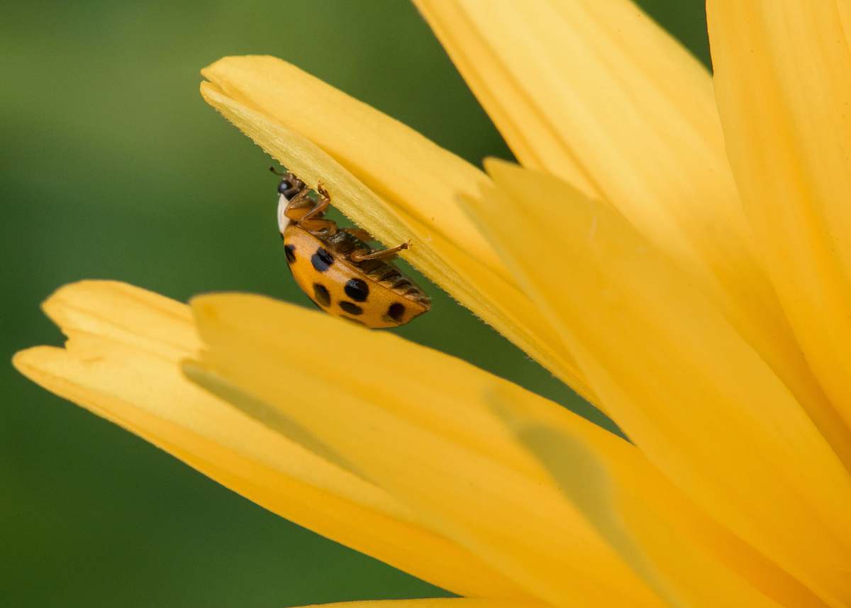 animal yellow and black bug on yellow petaled flower bee