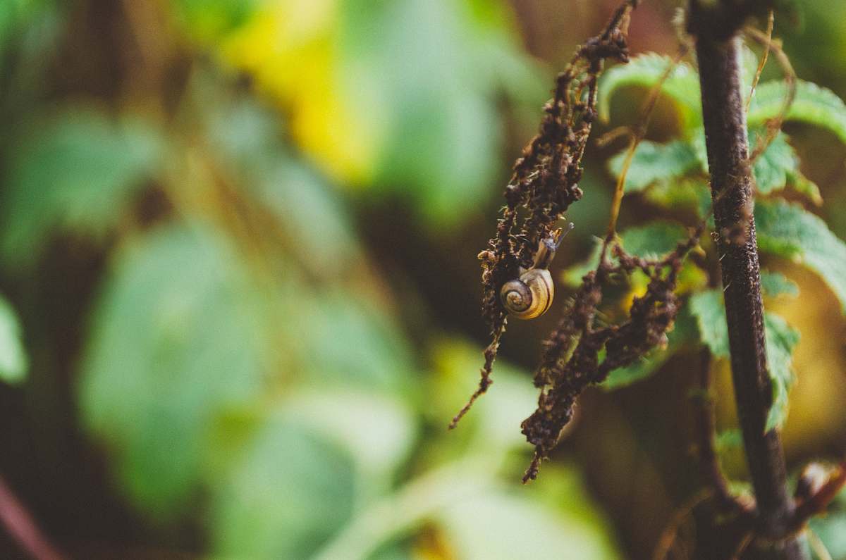 insect macro photography of dried leaf spider