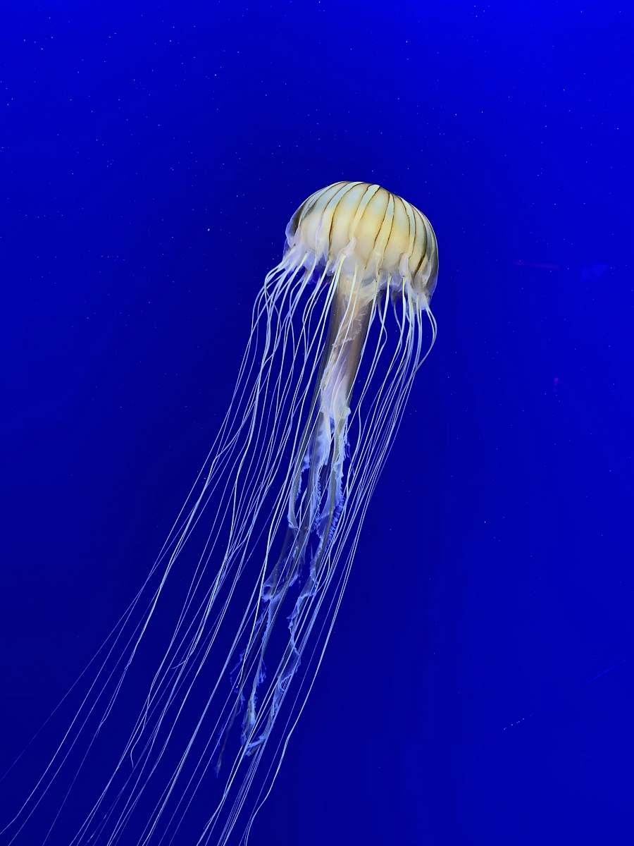 jellyfish white and brown jellyfish in blue water sea life