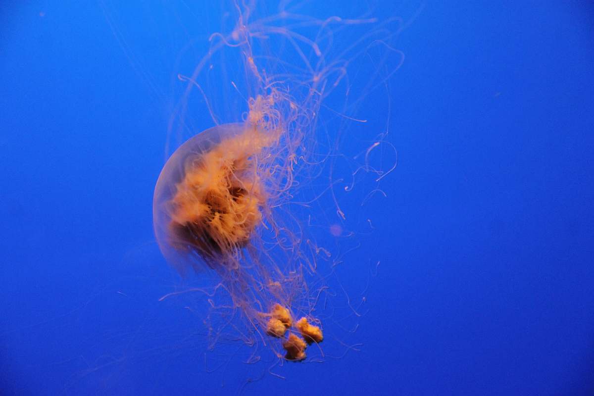 animal brown jellyfish floating on blue ocean water invertebrate