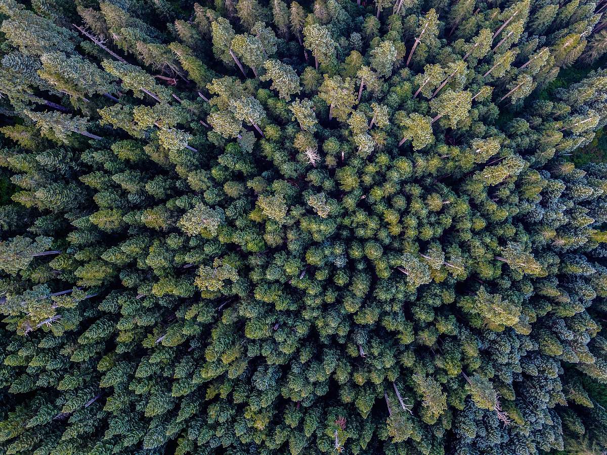 tree bird's eye photography of forest silver star mountain