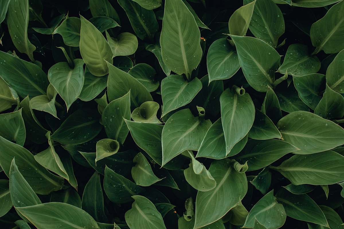 plant green leafed plant flora