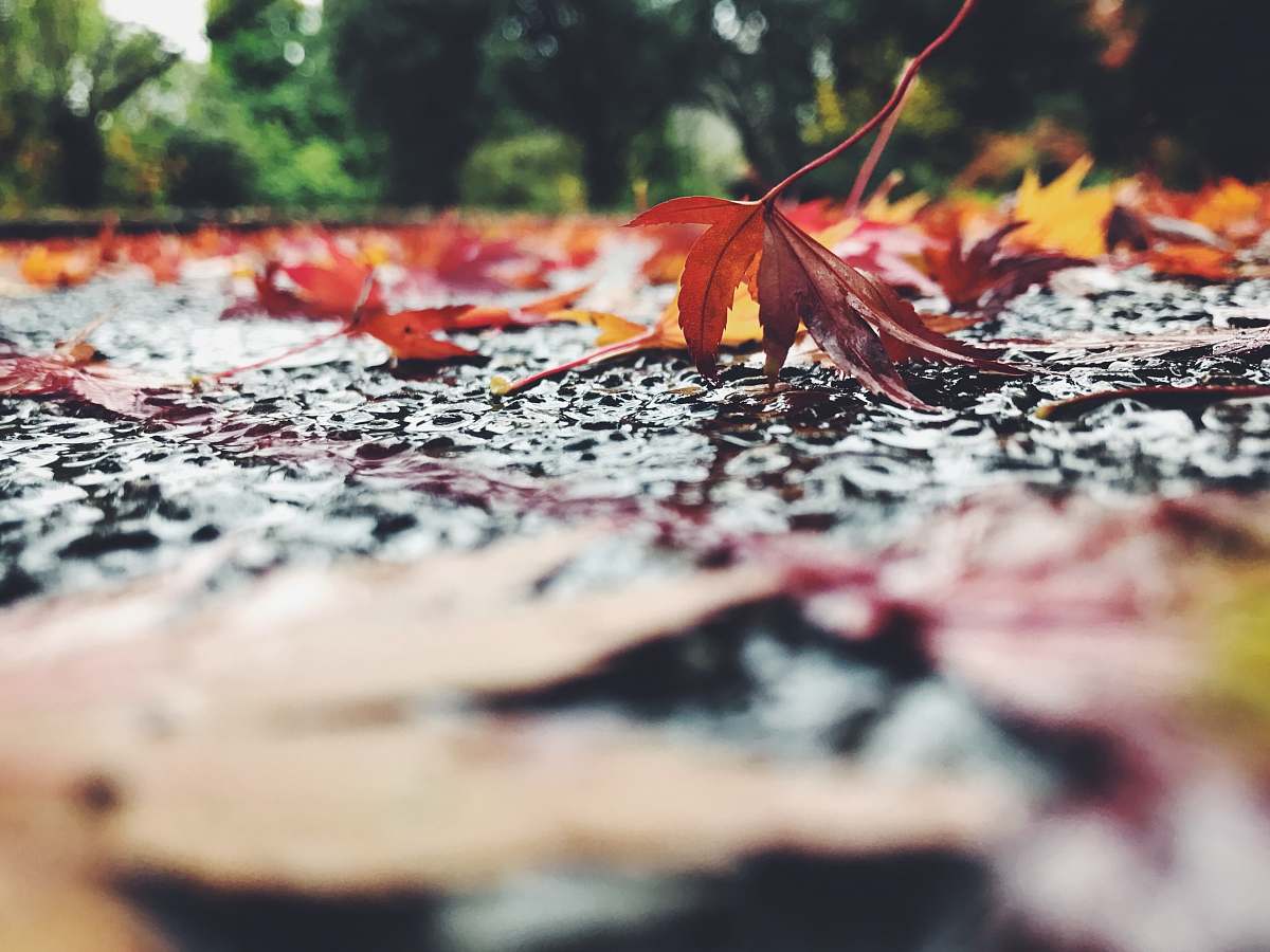 human selective focus photography of maple leaves person