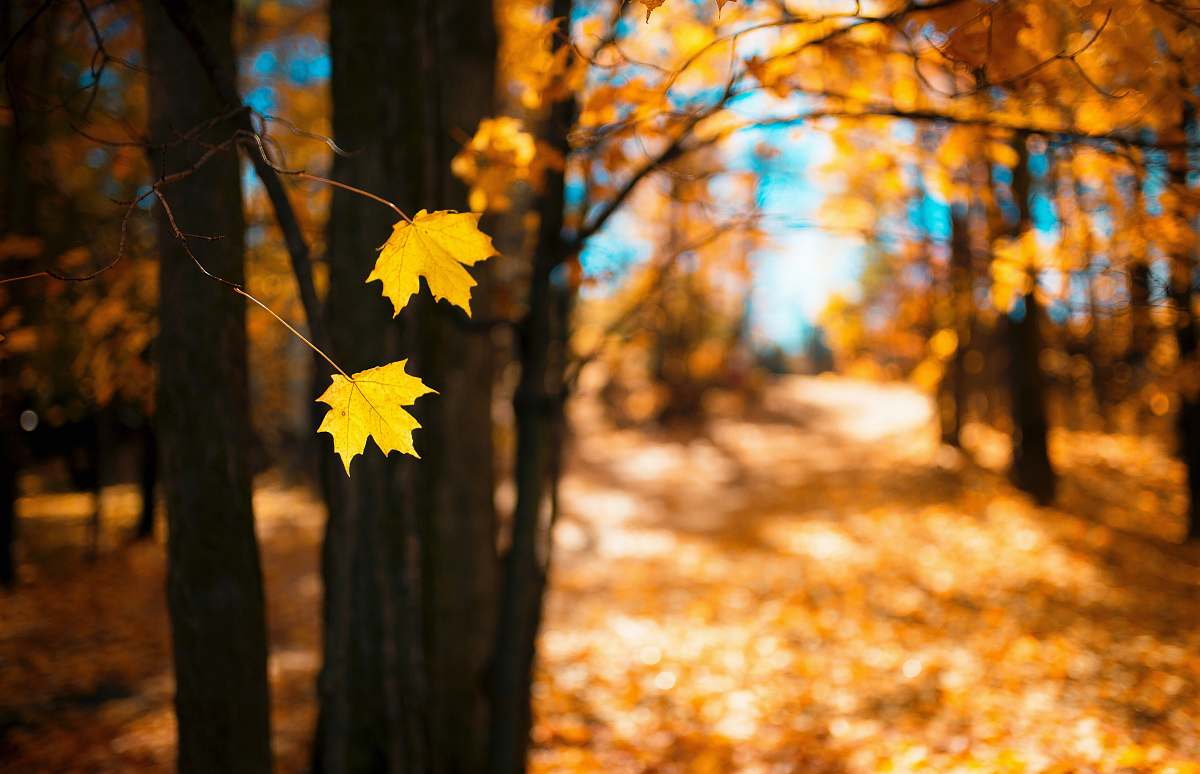 plant yellow maple leaf on ground during daytime tree
