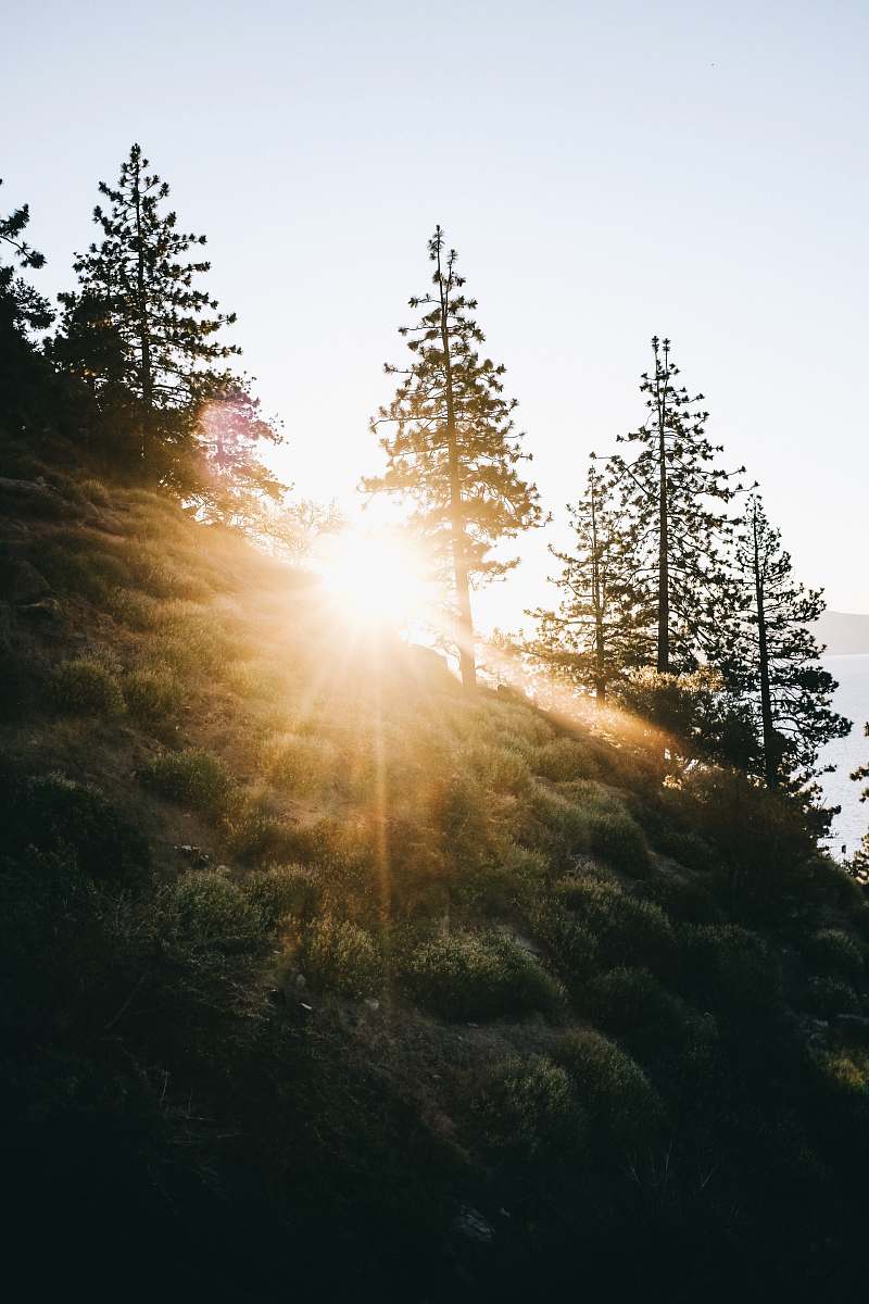flare green-leafed trees during daytime tahoe