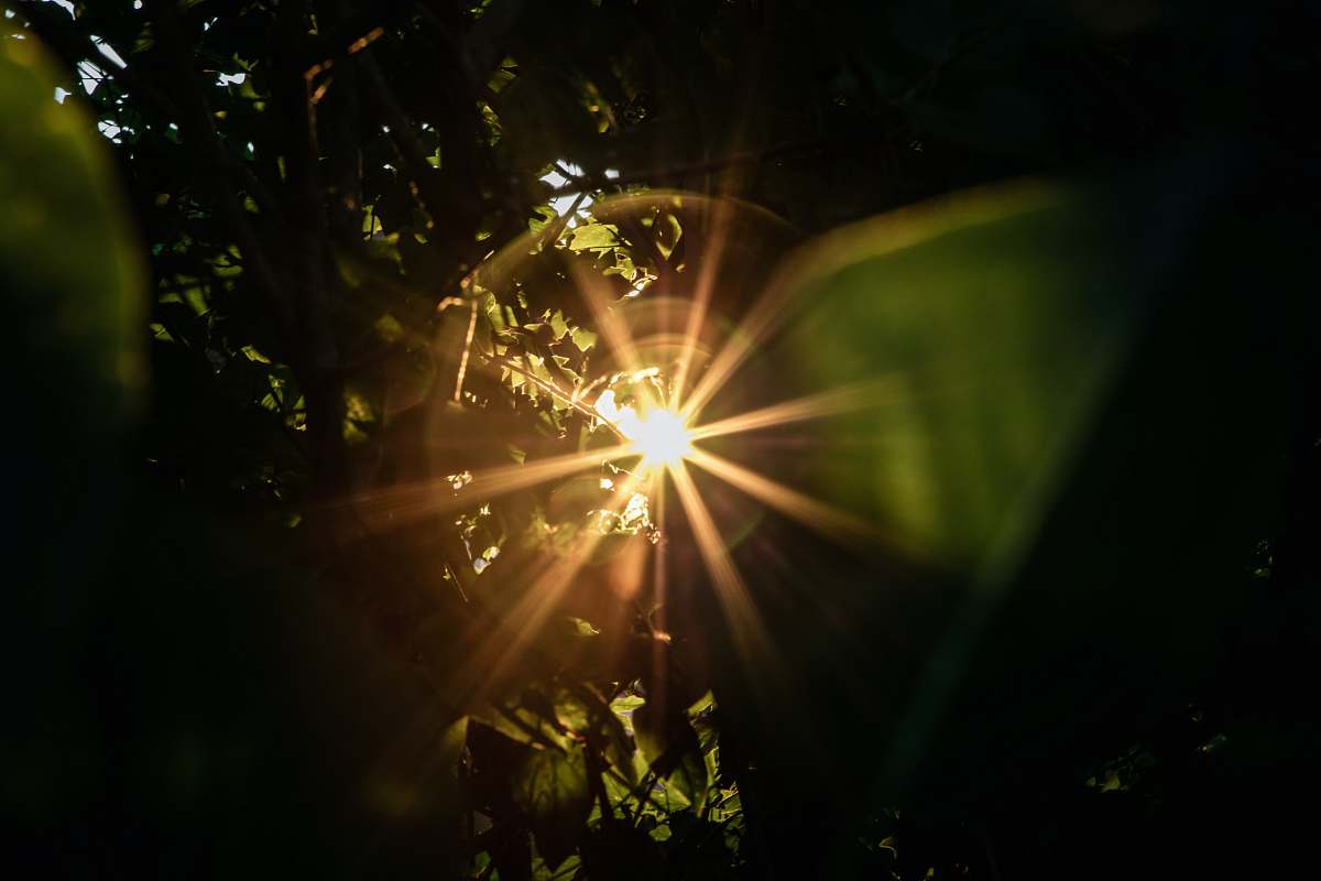flare sun rays coming through green leaves sunlight