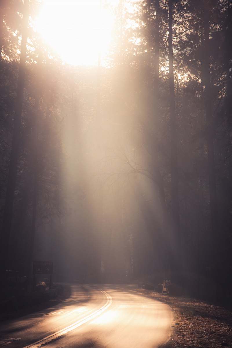 flare sun rays through pine tress on road yosemite valley