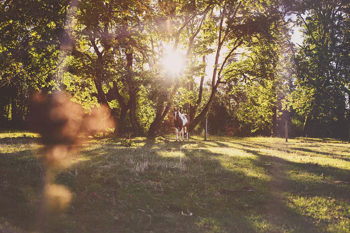 sunlight trees during daytime flare