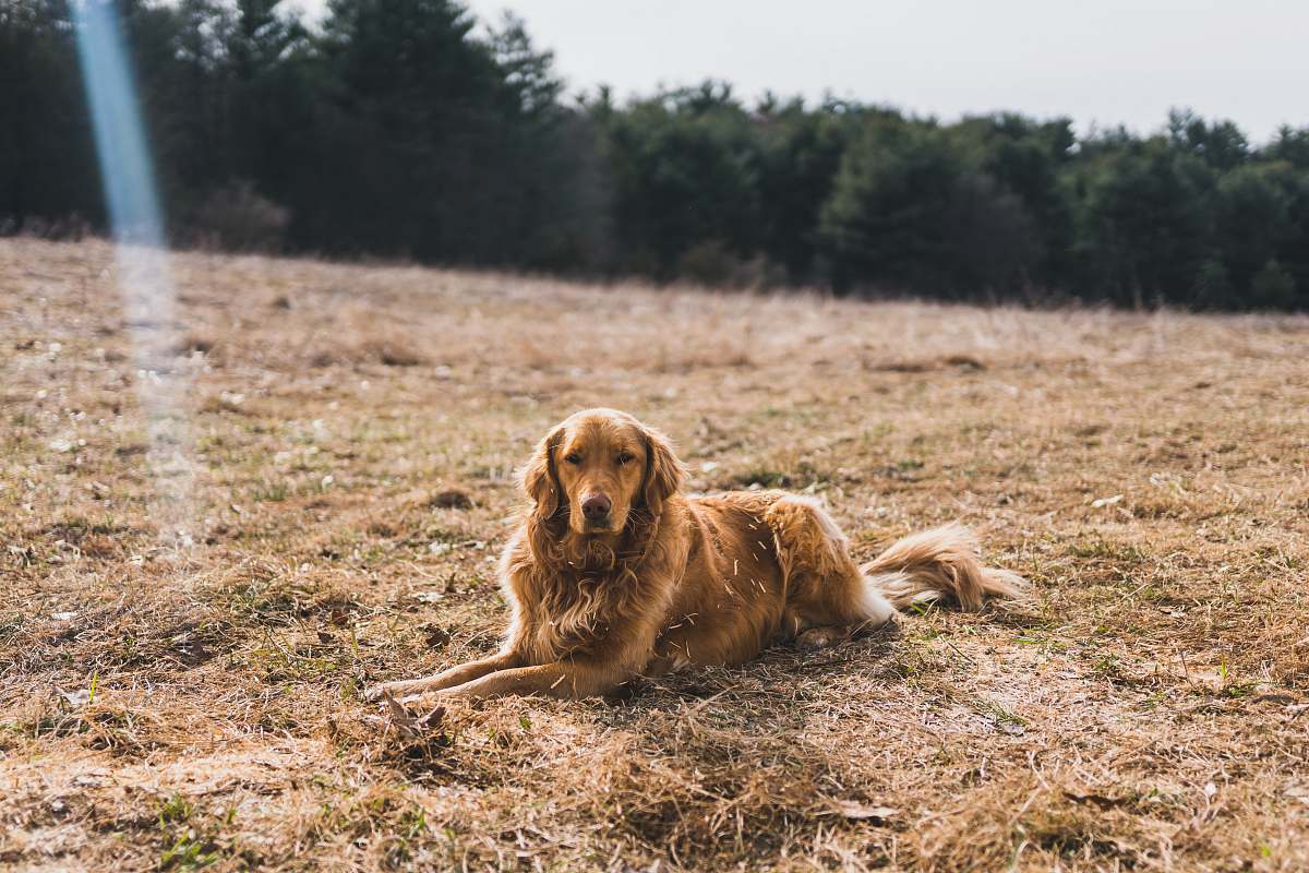 pet short-coated brown dog leaning on ground near green leaf trees under cloudy sky at daytime golden retriever