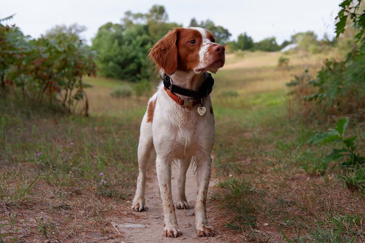 dog short-coated white and tan dog canine