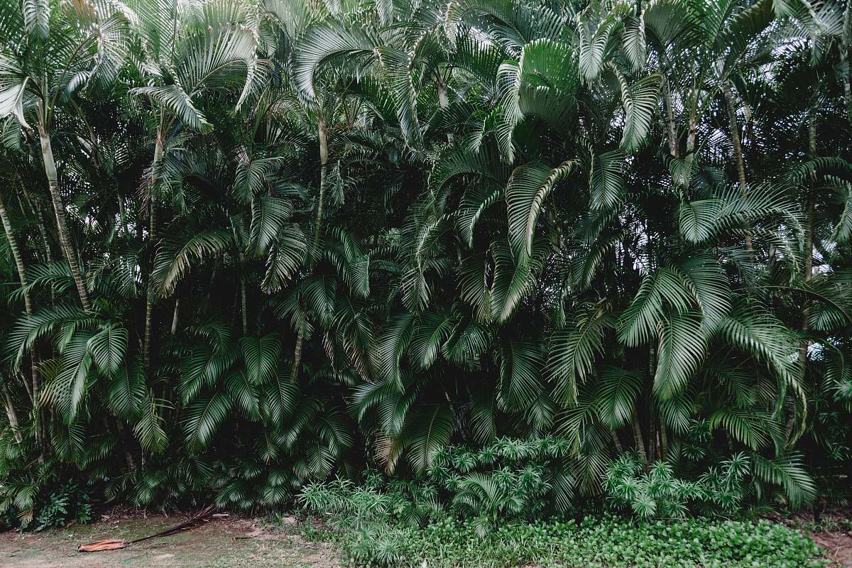 fern green palm plants during daytime flora
