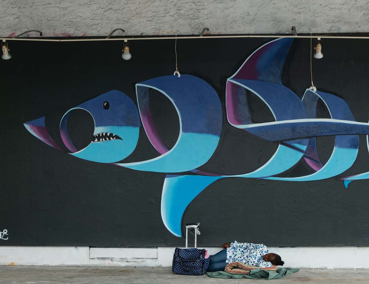 graffiti  shark