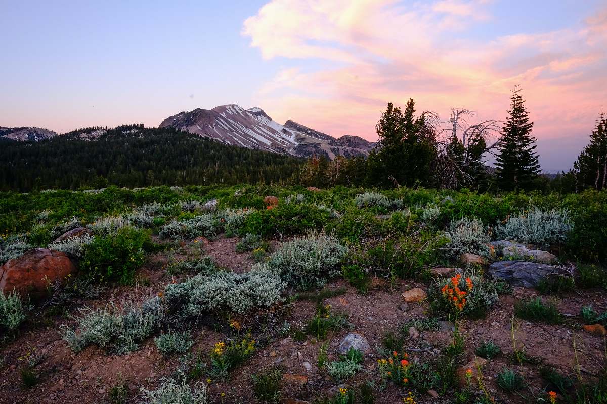 plant mountain range near green grass field tree