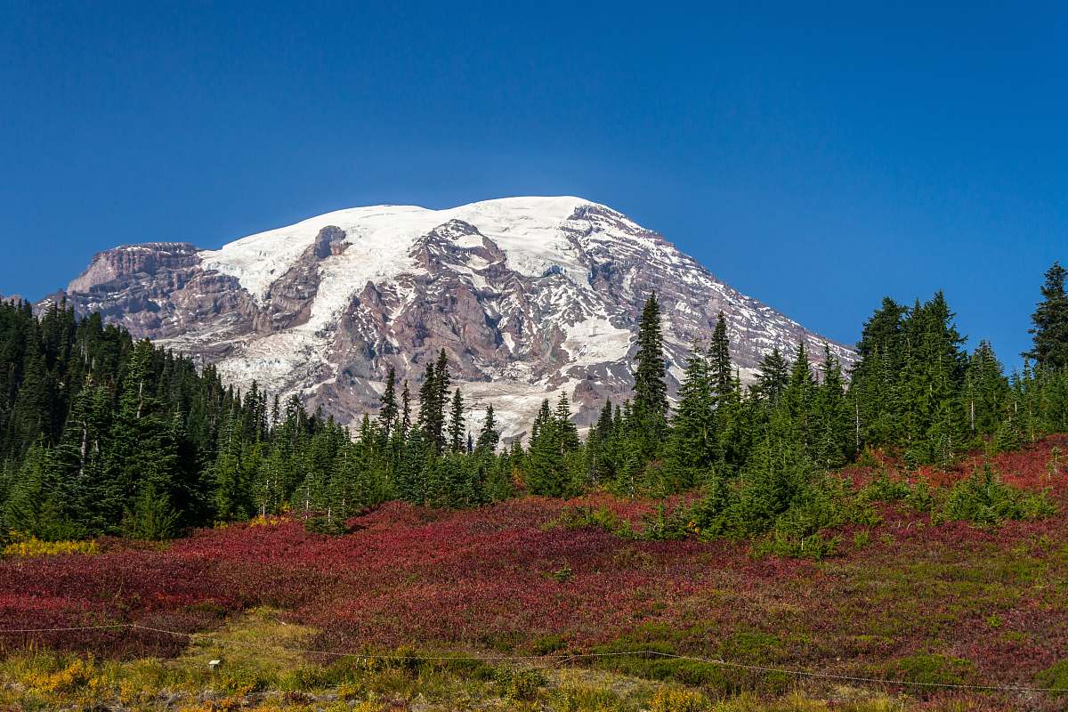 nature pine trees distance with white mountains during daytime outdoors