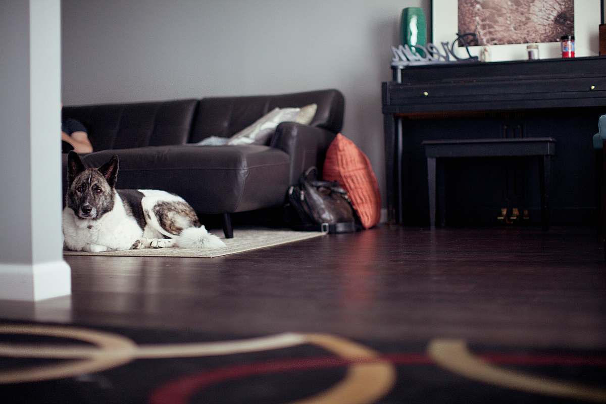 couch dog on mat near sofa bed hardwood